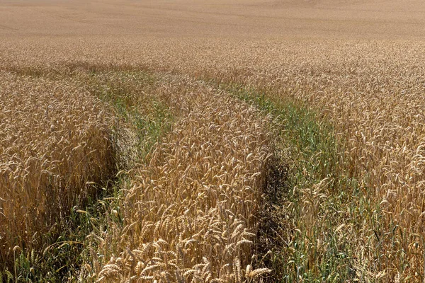 Girando Todavía Verde Carril Campo Grano Marrón Espigas Trigo — Foto de Stock