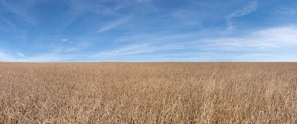 絵のように美しい青空の前に広がる草原のパノラマ 地平線まで熟した茶色の呪文の穀物畑 — ストック写真