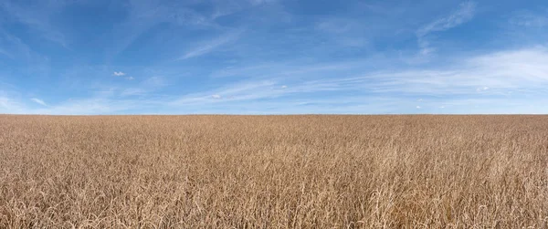 Campo Espelta Panorama Frente Pintoresco Cielo Azul Campo Grano Espelta — Foto de Stock