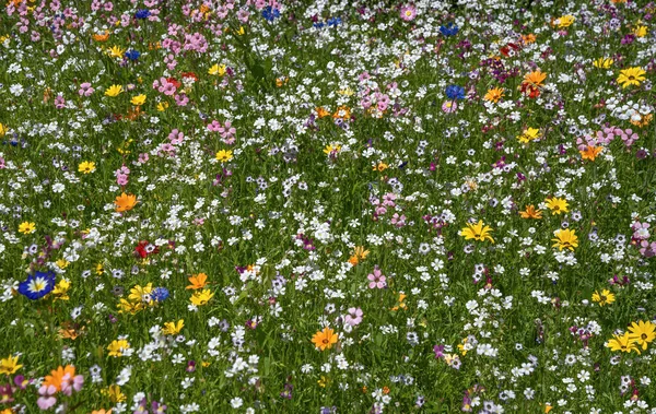 緑の草の中に多くの美しいカラフルな花と花の牧草地 — ストック写真