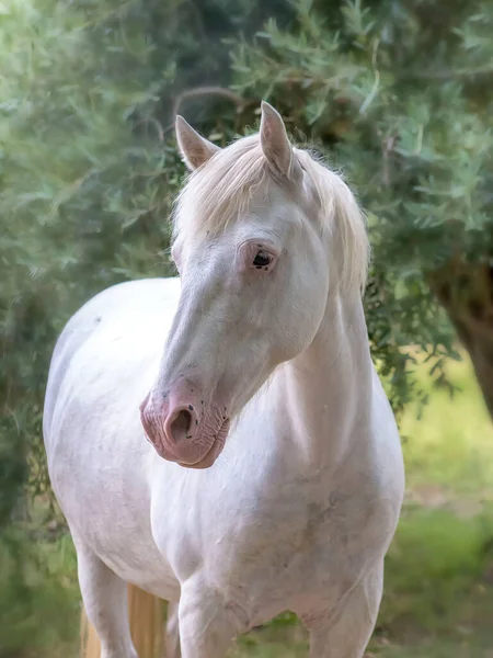 Beyaz Bir Atın Portresi — Stok fotoğraf