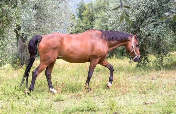 Tarlada — Stok fotoğraf