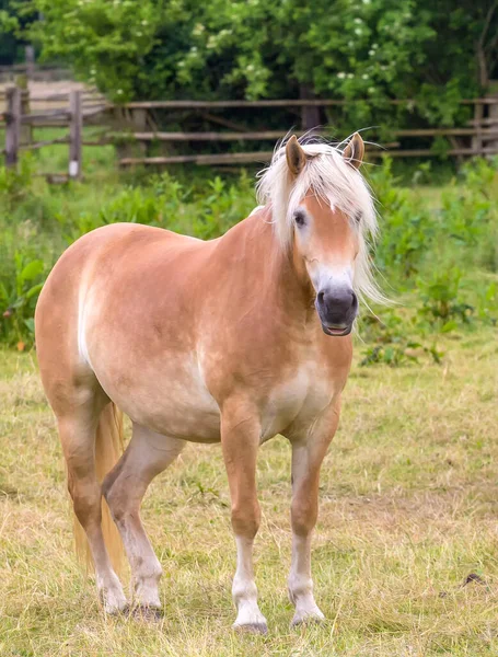 現場にいる馬は — ストック写真