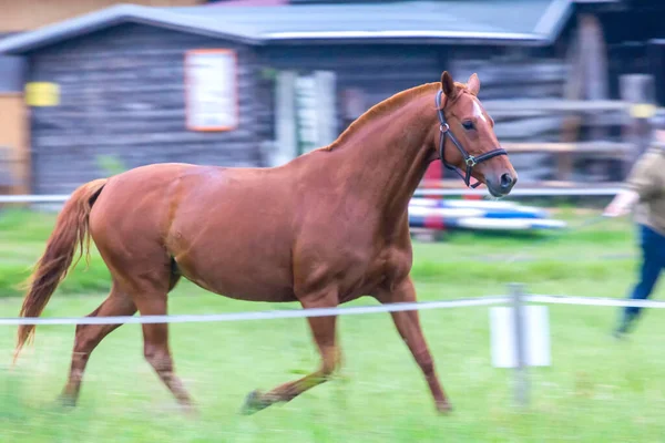 Cavalo Corrida Marrom — Fotografia de Stock