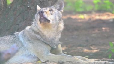 dinlenen güzel gri kurt