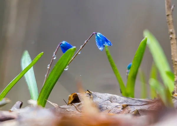 水滴で雪を降らせ — ストック写真