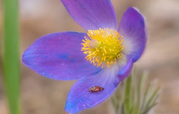 百合花春花 — 图库照片