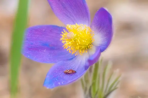 花园里的蓝花 — 图库照片