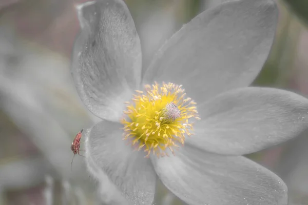 百合花春花 — 图库照片