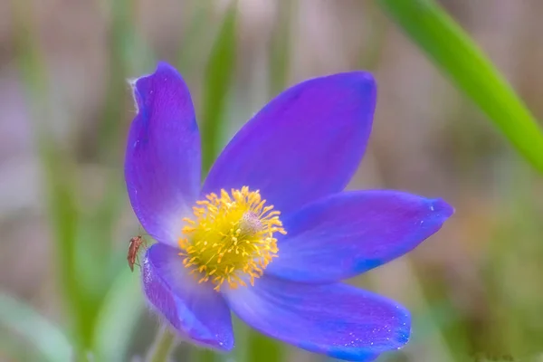 春に紫色の花を咲かせ — ストック写真