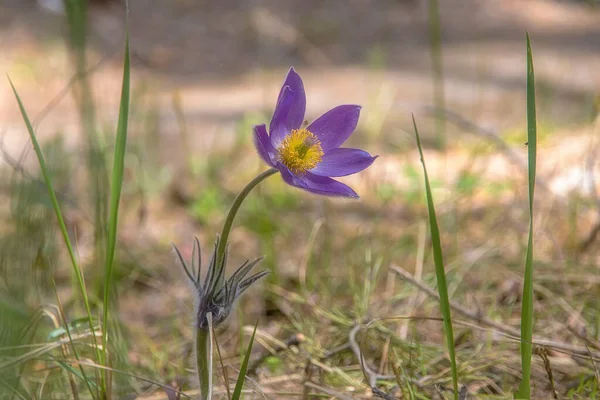 百合花春花 — 图库照片