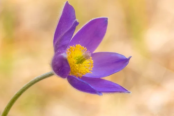 青と黄色の花 — ストック写真