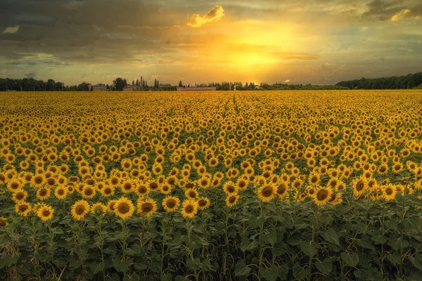 Zonnebloemenveld Bij Zonsondergang — Stockfoto