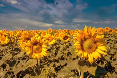 Tarlada ayçiçekleri
