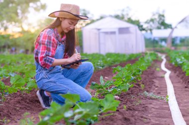 Çiftçi organik sebzeleri inceliyor. Çiftçi Asyalı kadınlar tarım bahçesinde sarımsak inceliyor. Bitki büyümesi