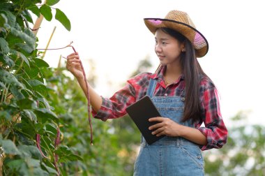 Çiftçi organik sebzeleri inceliyor. Çiftçi Asyalı kadınlar tarım bahçesinde sarımsak inceliyor. Bitki büyümesi