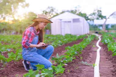 Çiftçi organik sebzeleri inceliyor. Çiftçi Asyalı kadınlar tarım bahçesinde sarımsak inceliyor. Bitki büyümesi