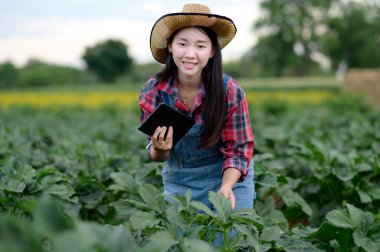 Çiftçi organik sebzeleri inceliyor. Çiftçi Asyalı kadınlar tarım bahçesinde sarımsak inceliyor. Bitki büyümesi