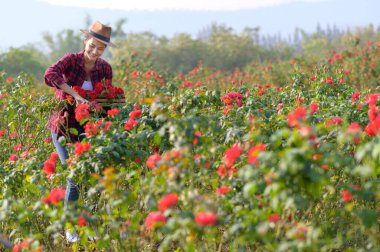 Genç bayan çiftçi bir gül keser Sevgililer Günü 'ne kadar devam et.