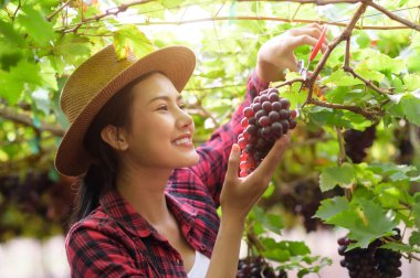 Siyah üzüm toplayan makaslı ve şapkalı kız.