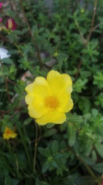 Çok güzel bir çiçek arkaplanı.