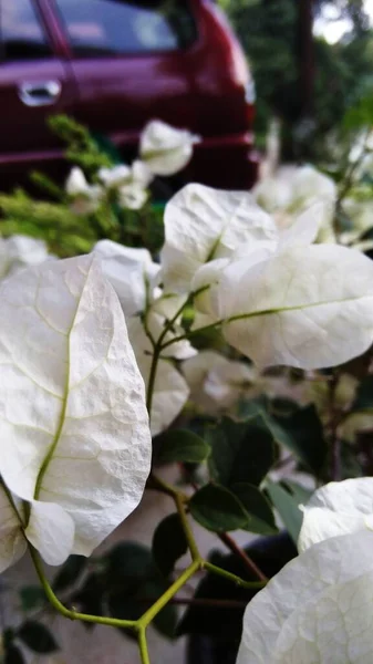 Fundo Natural Flor Branca — Fotografia de Stock