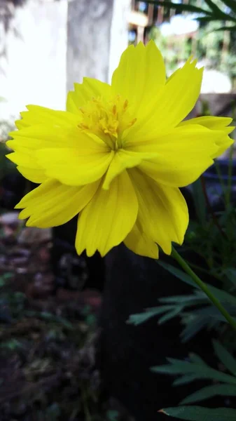 Endonezya Güzel Sarı Bir Çiçek — Stok fotoğraf