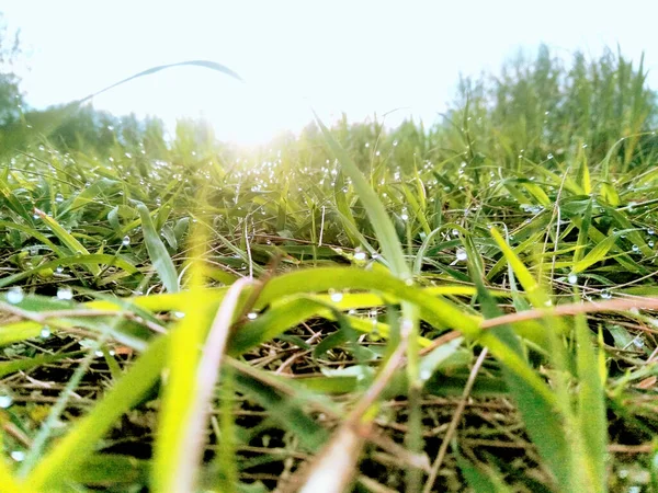 Grass Morning Aceh Indonesia — Stock Photo, Image