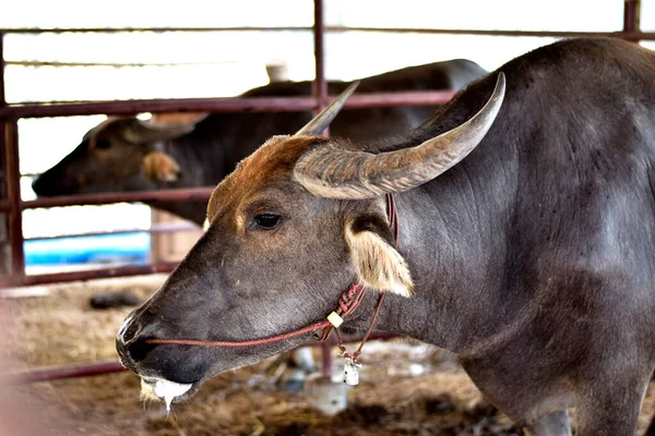 Buffalo Thai Été Attaché Avec Une Corde Rouge Dans Grange — Photo