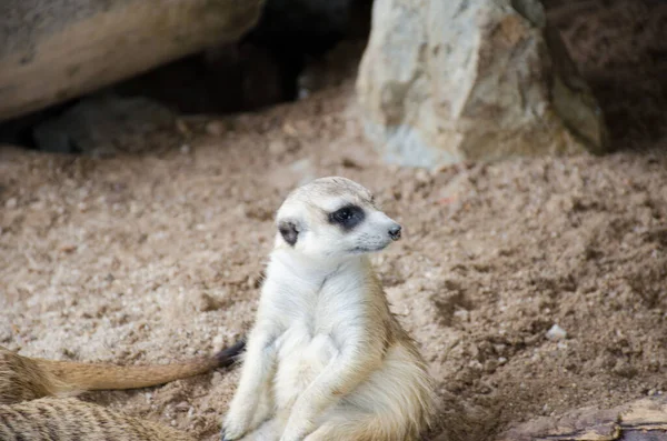 Meerkat Een Kleine Vleeseter Behorend Tot Mangoest Familie — Stockfoto