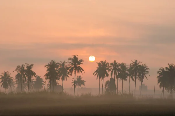 Silueta Del Cocotero Niebla Sol Mañana — Foto de Stock