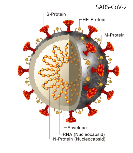 Ilustração Coronavírus Diagrama Estrutura Interna — Fotografia de Stock