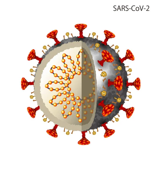 Illustration of coronavirus. Internal structure diagram.