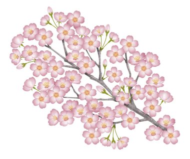 Kiraz ağacının bir dalının resmi. - Prunus yedoensis. Beyaz arka plan. Japonca Sakura.