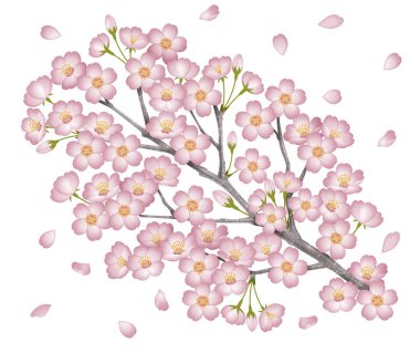 Kiraz ağacının bir dalının resmi. - Bir taç yaprağı eklendi. Prunus yedoensis. Beyaz arka plan. Japonca Sakura.