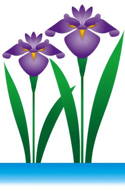 İris. Kusursuz desen. Japon çocuklarının gününü sembolize eden bir çiçek. 5 Mayıs Japonya Yıllık Etkinliği. Çocuk Festivali (Erkekler Festivali))