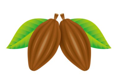 - Kakao fasulyelerinin resmi. - Tasarlanmış illüstrasyon..