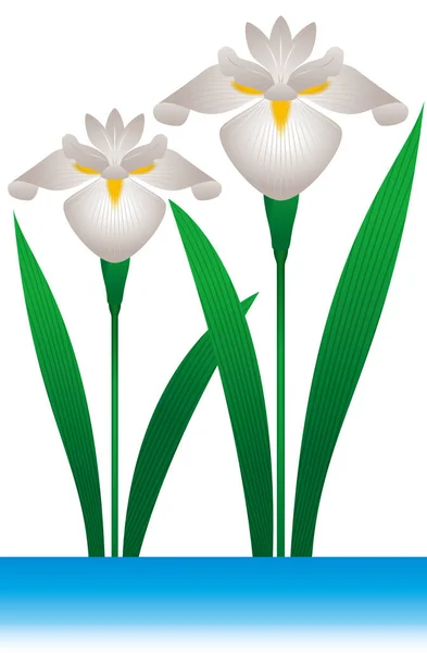 Jestem Iris Płynny Wzór Kwiat Symbolizujący Dzień Japońskich Dzieci Maja — Zdjęcie stockowe