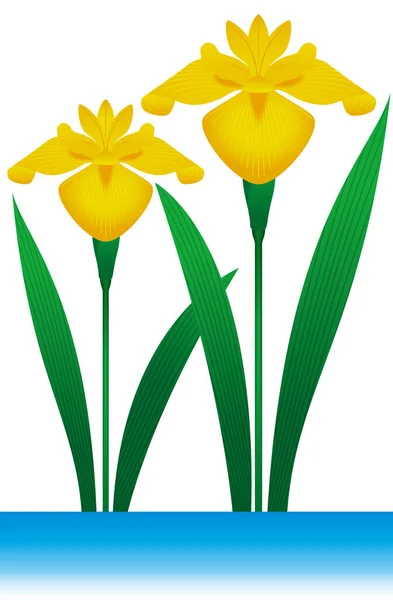 Jestem Iris Płynny Wzór Kwiat Symbolizujący Dzień Japońskich Dzieci Maja — Zdjęcie stockowe