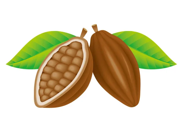Illustratie Van Cacaobonen Ontworpen Illustratie — Stockfoto