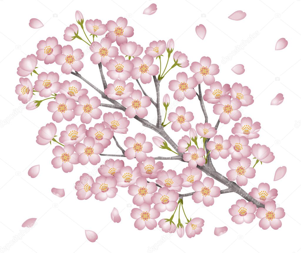 Illustration of a branch of a cherry tree. / A petal has been added. Prunus yedoensis. White background.  Japanese is 