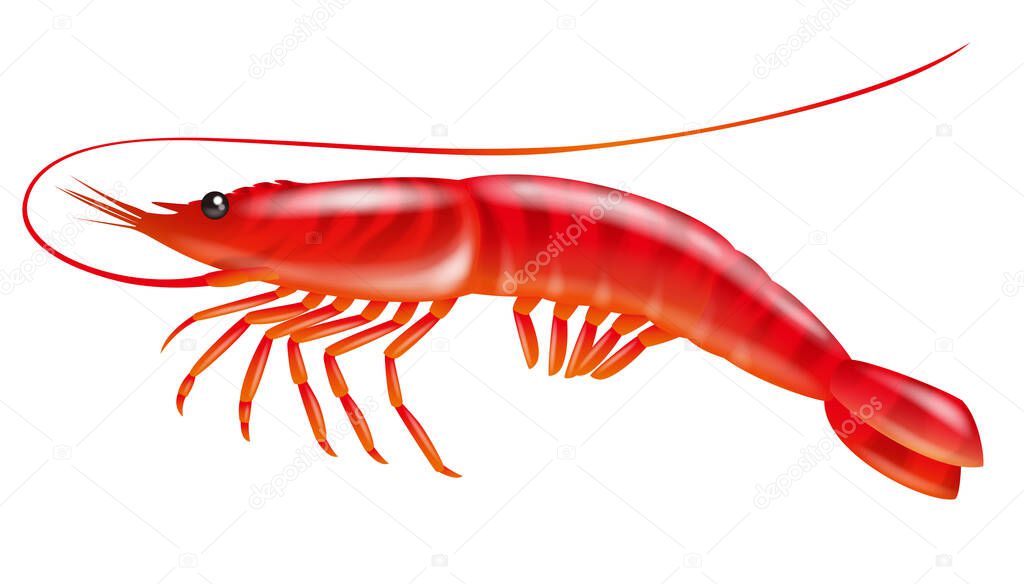 Illustration of jumping shrimp. White background.