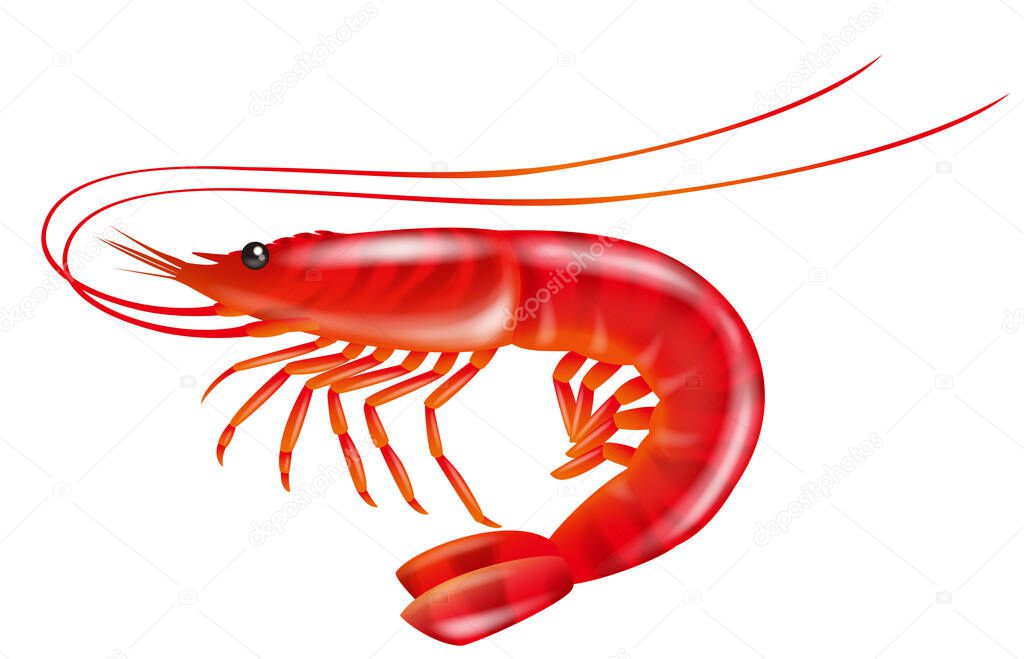 Illustration of jumping shrimp. White background.