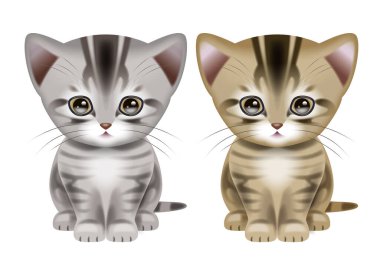 Kısa saçlı kedi. / Kahverengi Tekir ve Gümüş Tekir.