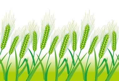 Buğday tasviri. Kusursuz bir geçmişi var. Hasattan önce buğday. 