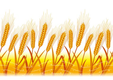 Buğday tasviri. Kusursuz bir geçmişi var. Hasattan sonra buğday.