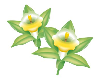 Vanilya çiçeğinin resmi. Tasarlanmış illüstrasyon.