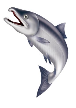 Illustration of jumping salmon. / White background. clipart