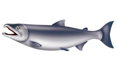 Illustration of the salmon. / White background. clipart