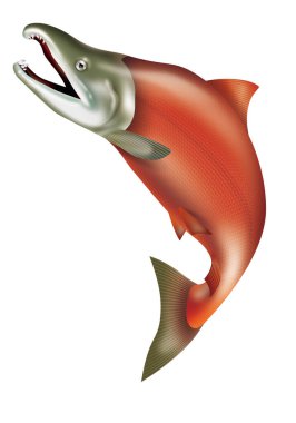 Illustration of jumping sockeye salmon. / Red salmon. clipart